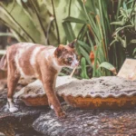 The Pink Water Bowl Mystery: Understanding Why Your Cat's Water Bowl Turns Pink