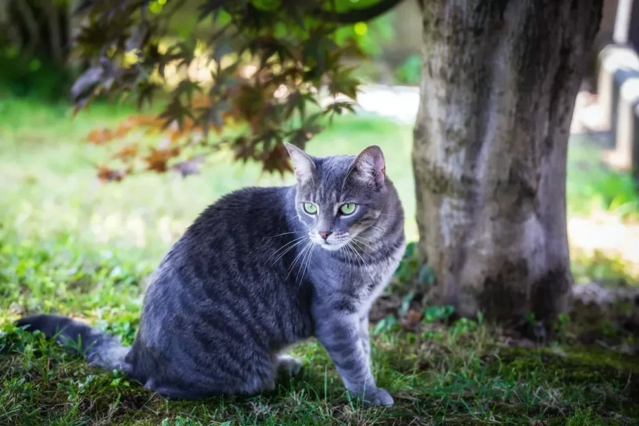 The Purrfect Guide to Cat Toys: How Often Should You Upgrade?
