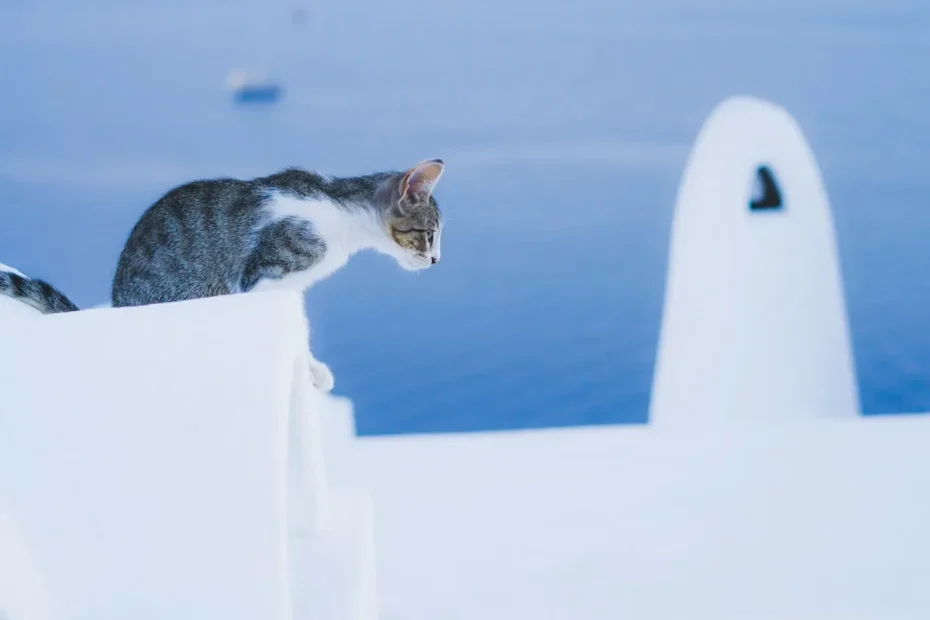 The Purrr-fect Reason Why Cats are So Easy to Litter Train
