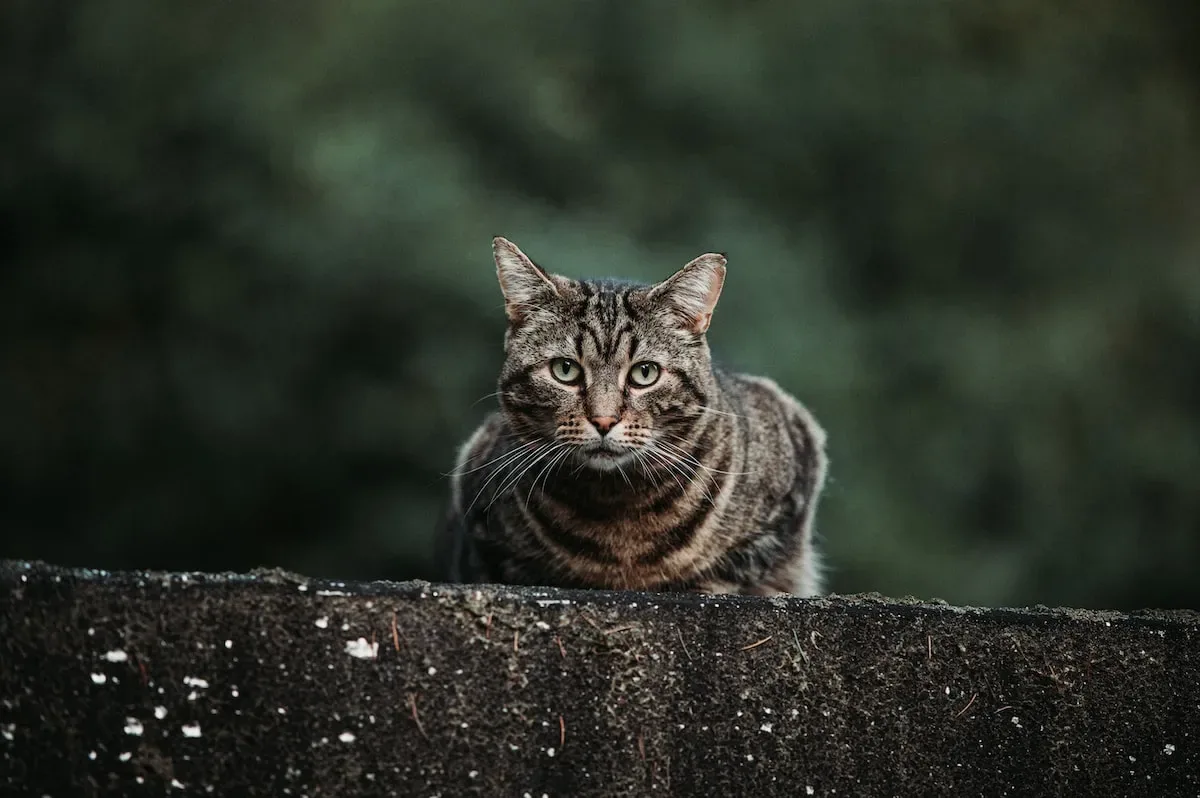 The Role Of Hunger In Cat Behavior