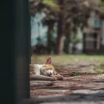 The Truth About Unscented Cat Litter: Pros, Cons, and Expert Advice