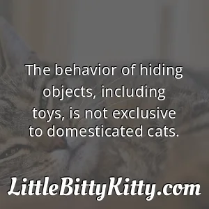 The behavior of hiding objects, including toys, is not exclusive to domesticated cats.