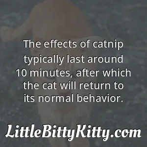 The effects of catnip typically last around 10 minutes, after which the cat will return to its normal behavior.