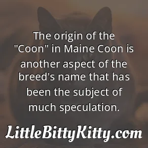 The origin of the "Coon" in Maine Coon is another aspect of the breed's name that has been the subject of much speculation.