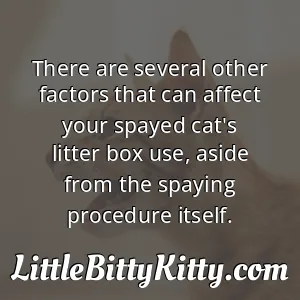 There are several other factors that can affect your spayed cat's litter box use, aside from the spaying procedure itself.