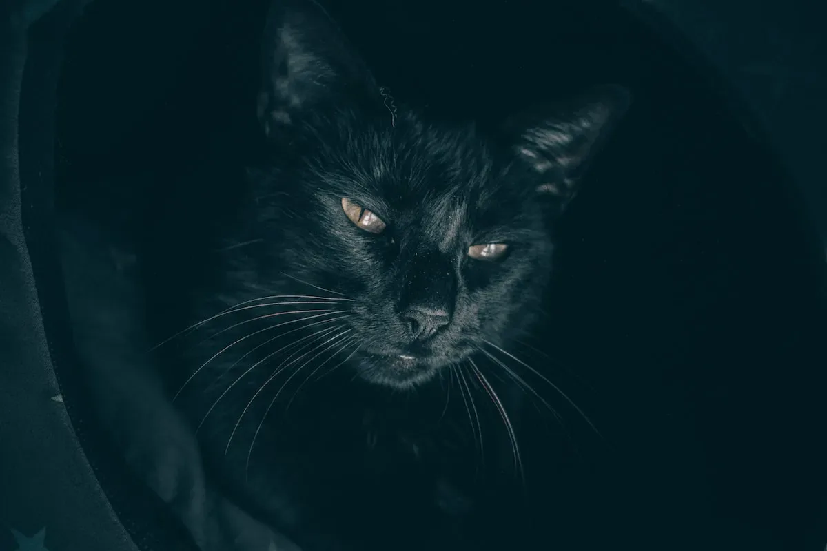 Tips For Easier Scooping Of Non-Clumping Cat Litter