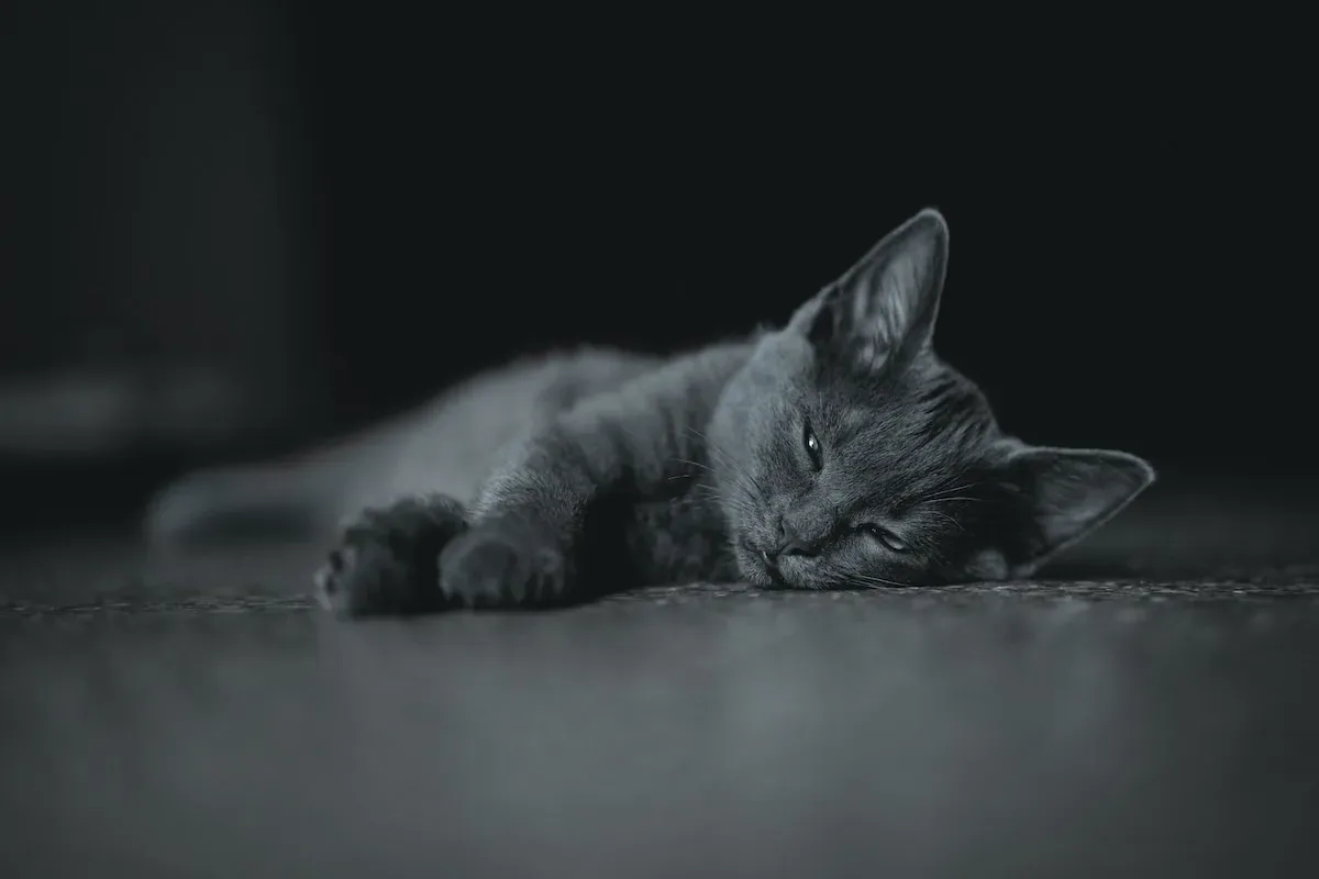 Tips For Ensuring Your Cat'S Comfort During An Overnight Trip Without A Litter Box