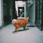 To Catch or Not to Catch? The Pros and Cons of Letting Your Cat Catch Toys