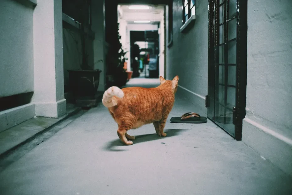 To Catch or Not to Catch? The Pros and Cons of Letting Your Cat Catch Toys
