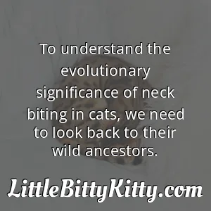 To understand the evolutionary significance of neck biting in cats, we need to look back to their wild ancestors.