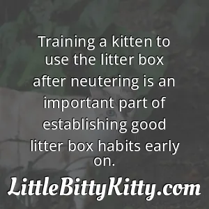 Training a kitten to use the litter box after neutering is an important part of establishing good litter box habits early on.