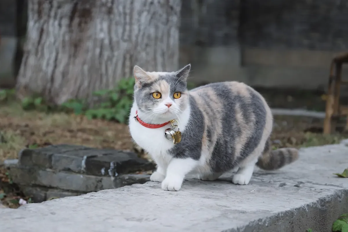 Types Of Rice Suitable For Cat Litter