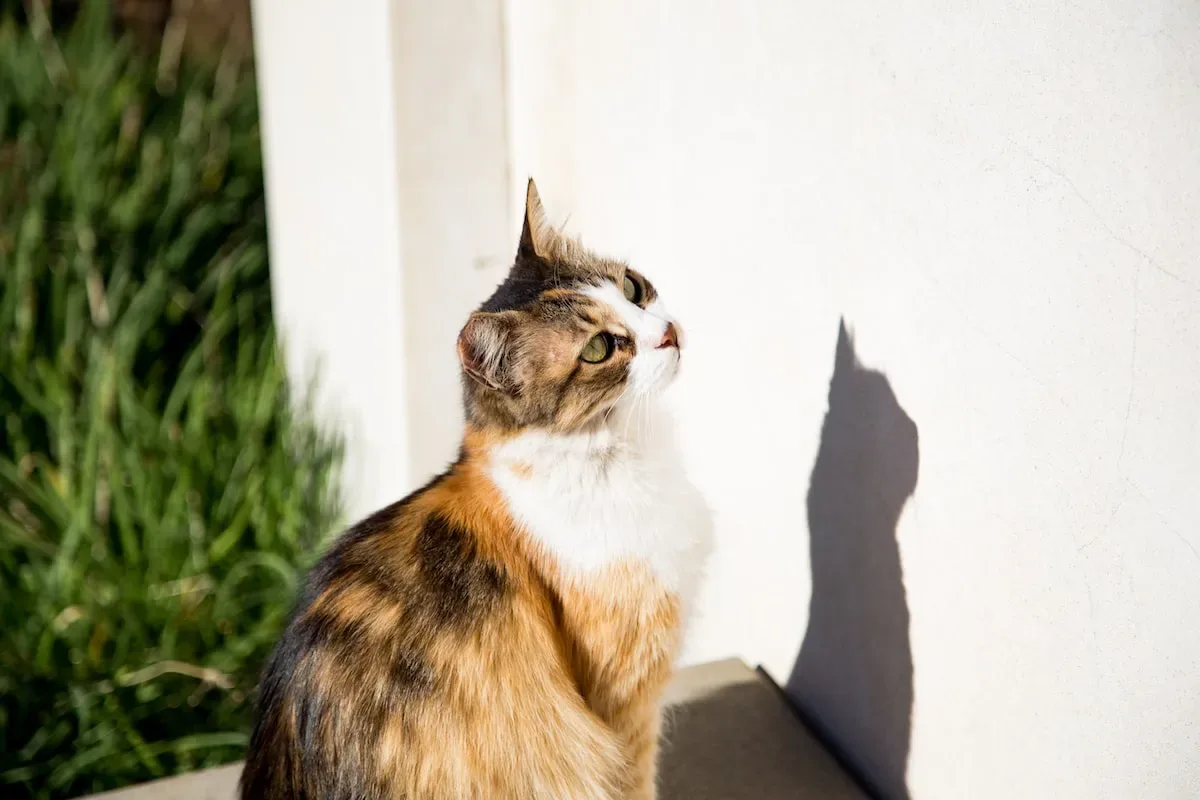 Understanding The Cat Litter Smell Problem