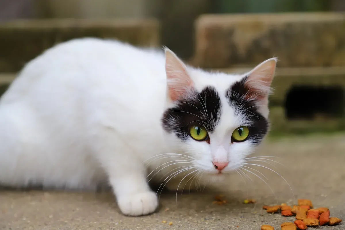 Understanding The Nutritional Differences Between Kitten And Adult Cat Food