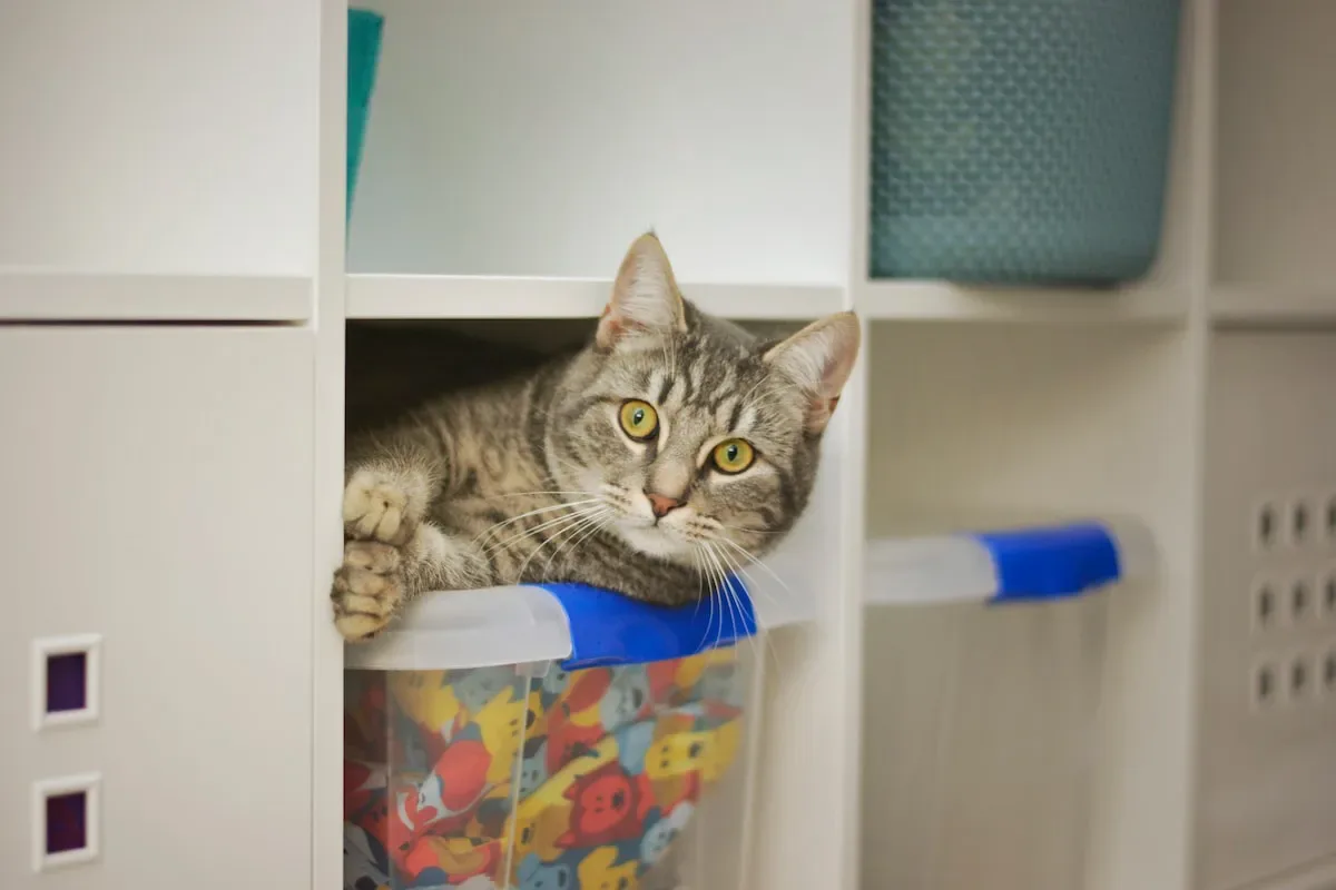 Understanding The Nutritional Needs Of Cats