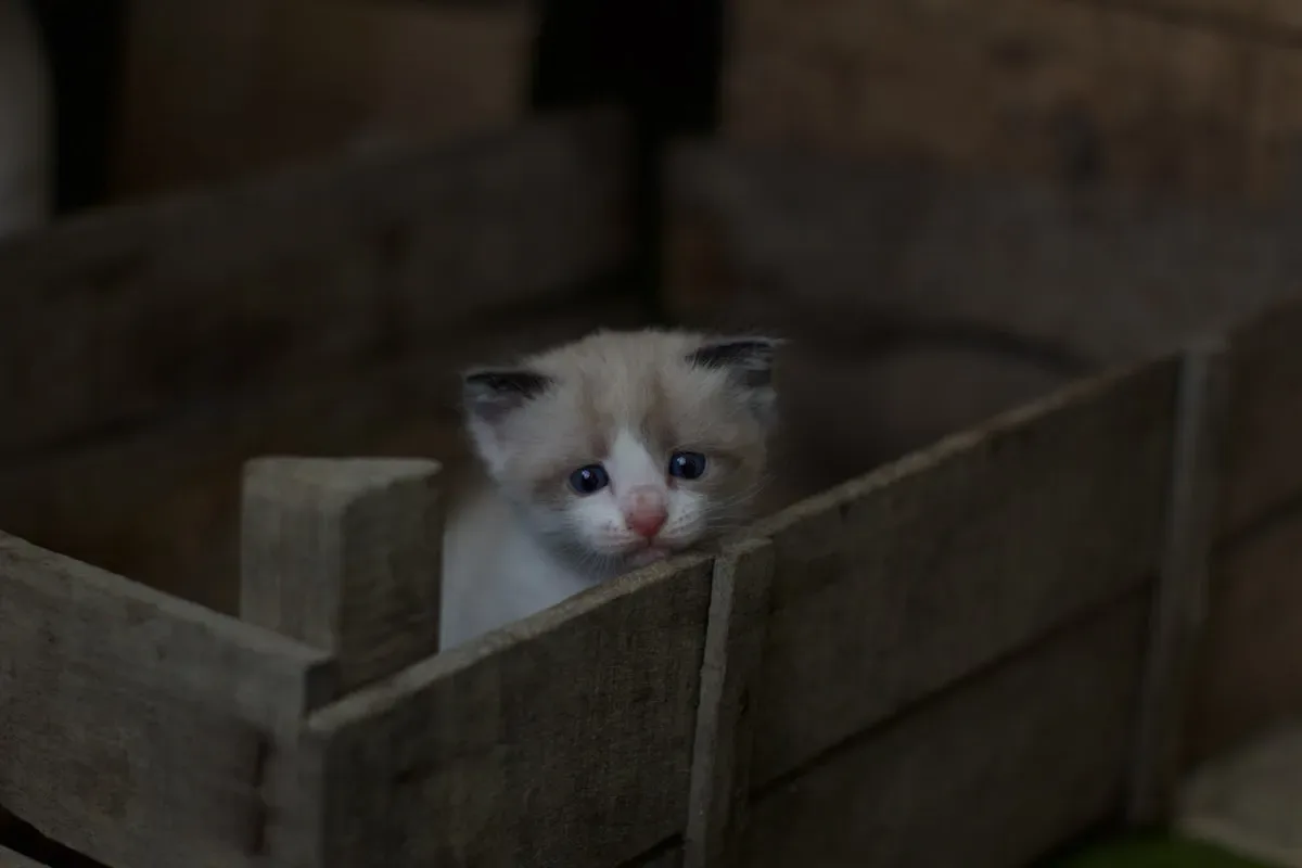 Wet food versus dry food: which is better for cats?