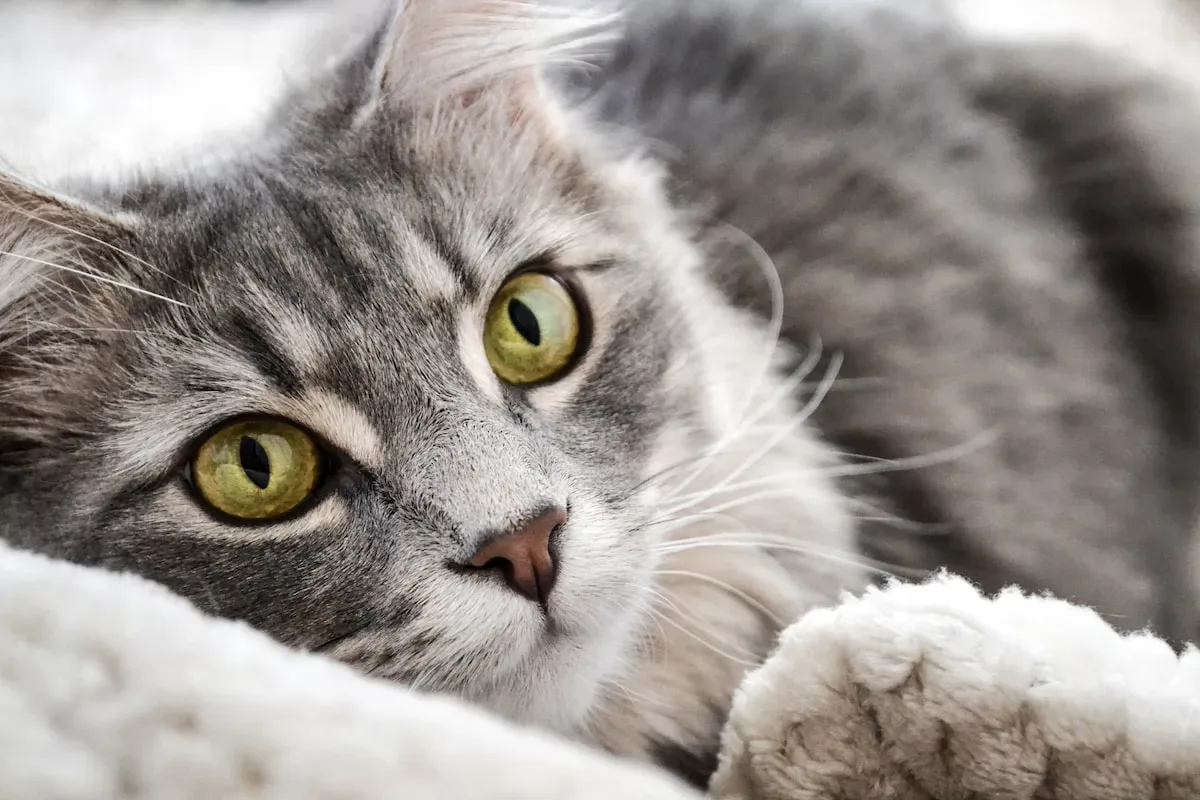 What Are The Dangers Of Not Litter Training Feral Cats?
