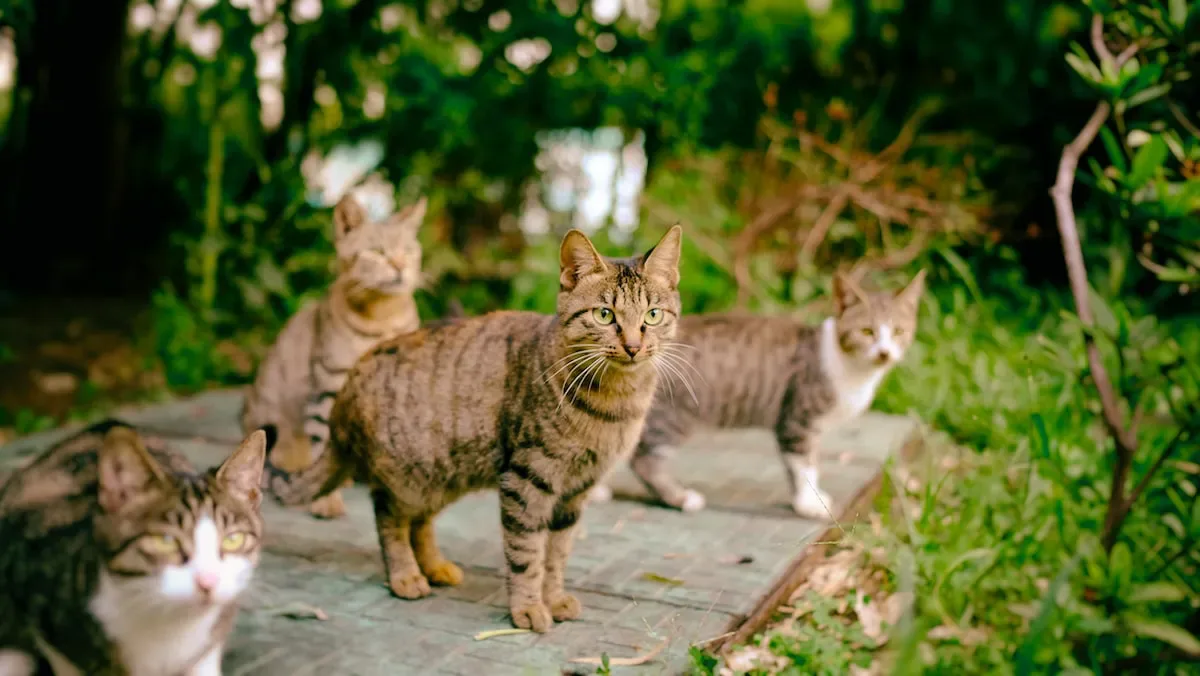 What Does It Mean When Cats Cry With Toys In Their Mouths?