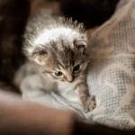When Can Kittens Go All Dry? - A Guide to Healthy Transitions