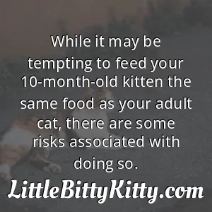 While it may be tempting to feed your 10-month-old kitten the same food as your adult cat, there are some risks associated with doing so.