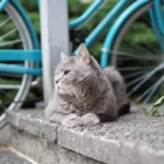 Who Dominates Grooming? Understanding the Hierarchy in Cats