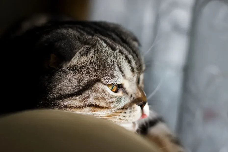 Why Do Cats Sit by Their Food Bowls? Discover the Reasons!