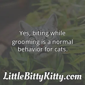 Yes, biting while grooming is a normal behavior for cats.