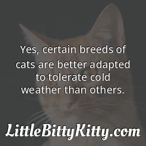 Yes, certain breeds of cats are better adapted to tolerate cold weather than others.