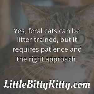 Yes, feral cats can be litter trained, but it requires patience and the right approach.