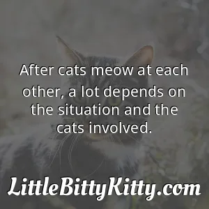 After cats meow at each other, a lot depends on the situation and the cats involved.