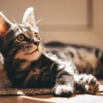 Ants and Cat Litter: How to Keep Them from Meeting
