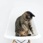 Are Cats Clean After Pooping? Debunking Myths & Revealing Facts