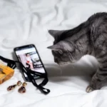 Are Plug-Ins Harmful to Cats? Unveiling the Truth.