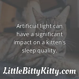 Artificial light can have a significant impact on a kitten's sleep quality.