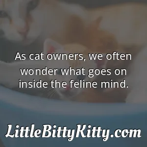 As cat owners, we often wonder what goes on inside the feline mind.