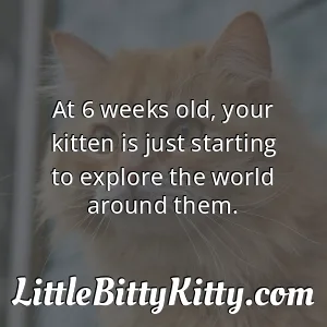At 6 weeks old, your kitten is just starting to explore the world around them.