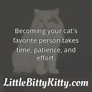Becoming your cat's favorite person takes time, patience, and effort.