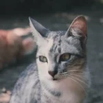 Bed Bugs in Cat Litter: A Complete Guide