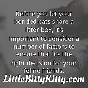 Before you let your bonded cats share a litter box, it's important to consider a number of factors to ensure that it's the right decision for your feline friends.