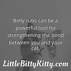 Belly rubs can be a powerful tool for strengthening the bond between you and your cat.