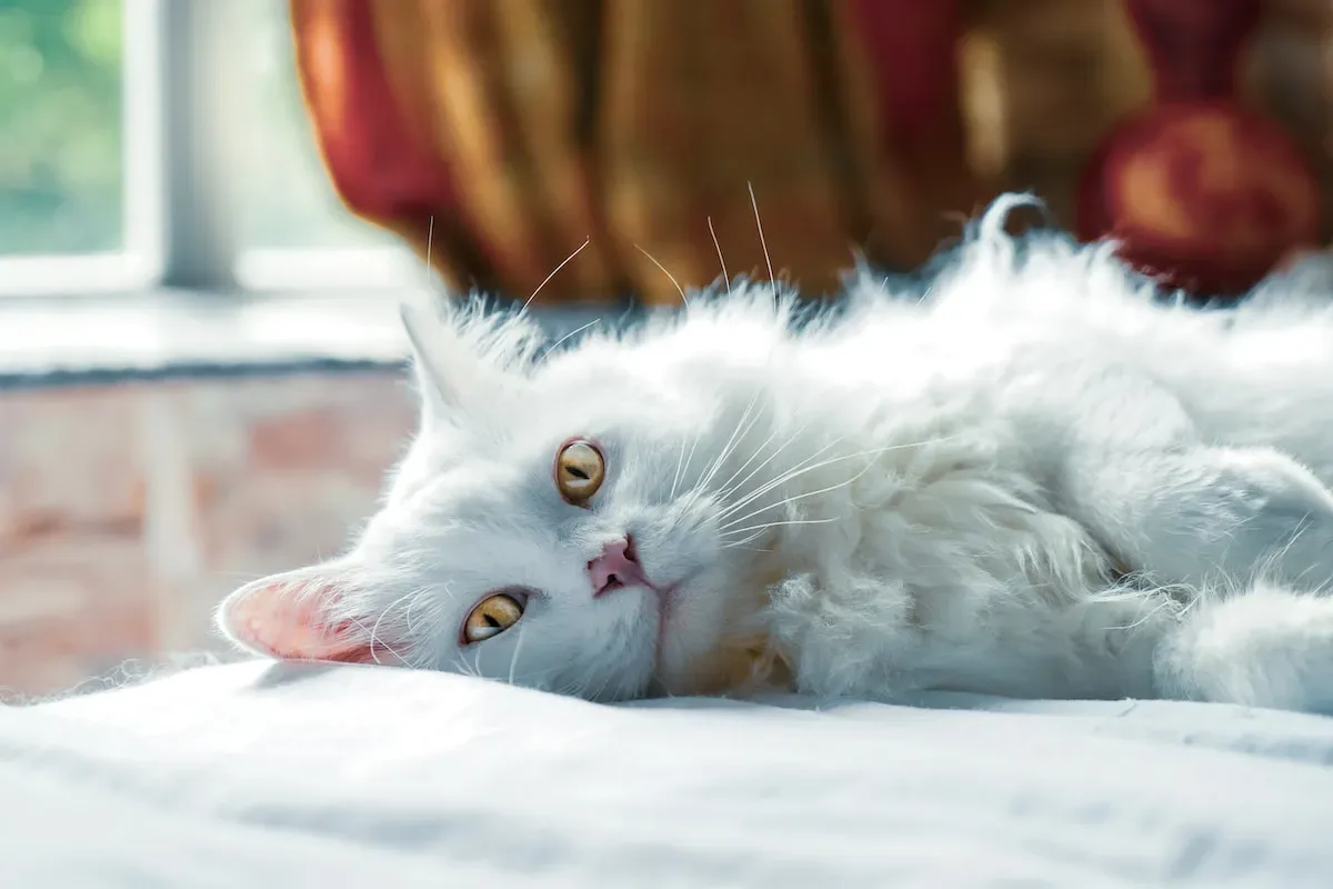 Beyond Mice: Other Sounds Cats Can Hear And Their Reactions