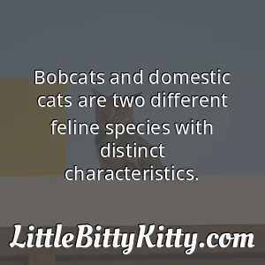 Bobcats and domestic cats are two different feline species with distinct characteristics.