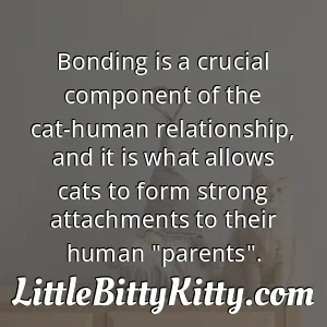 Bonding is a crucial component of the cat-human relationship, and it is what allows cats to form strong attachments to their human "parents".