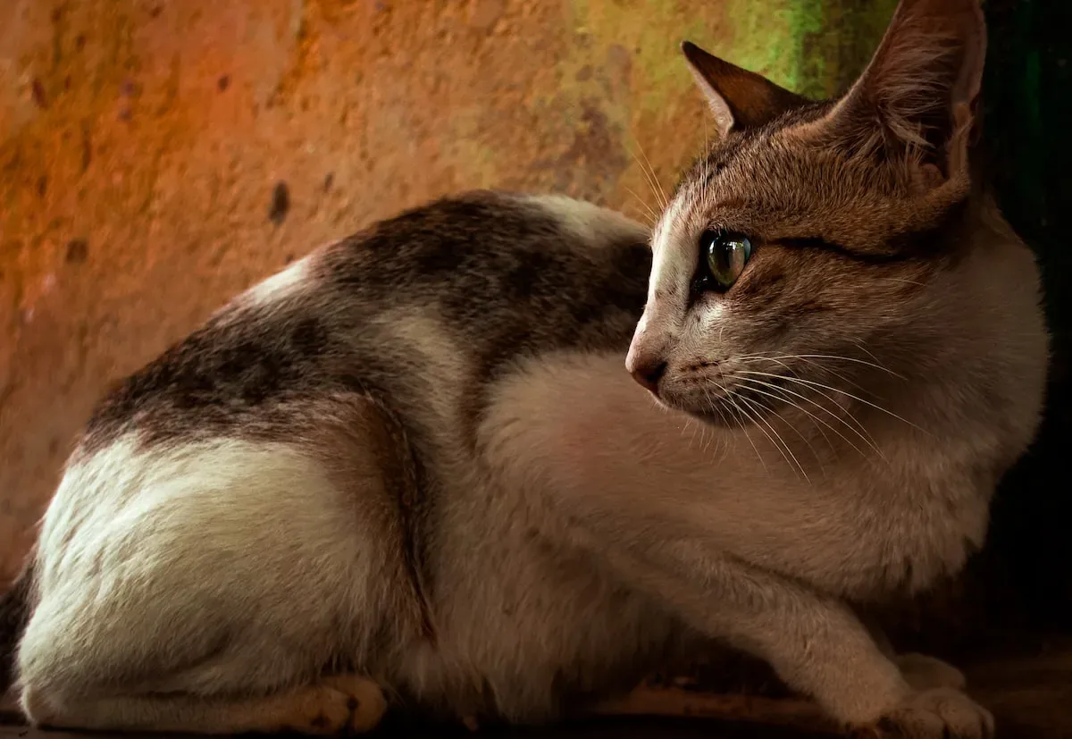 Boredom Busters: Keeping Your Cat Entertained