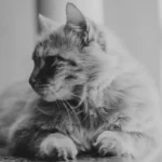 Bye Bye Stinky Kitty: Banishing Cat Pee Smell for Good