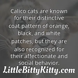 Calico cats are known for their distinctive coat pattern of orange, black, and white patches, but they are also recognized for their affectionate and social behavior.