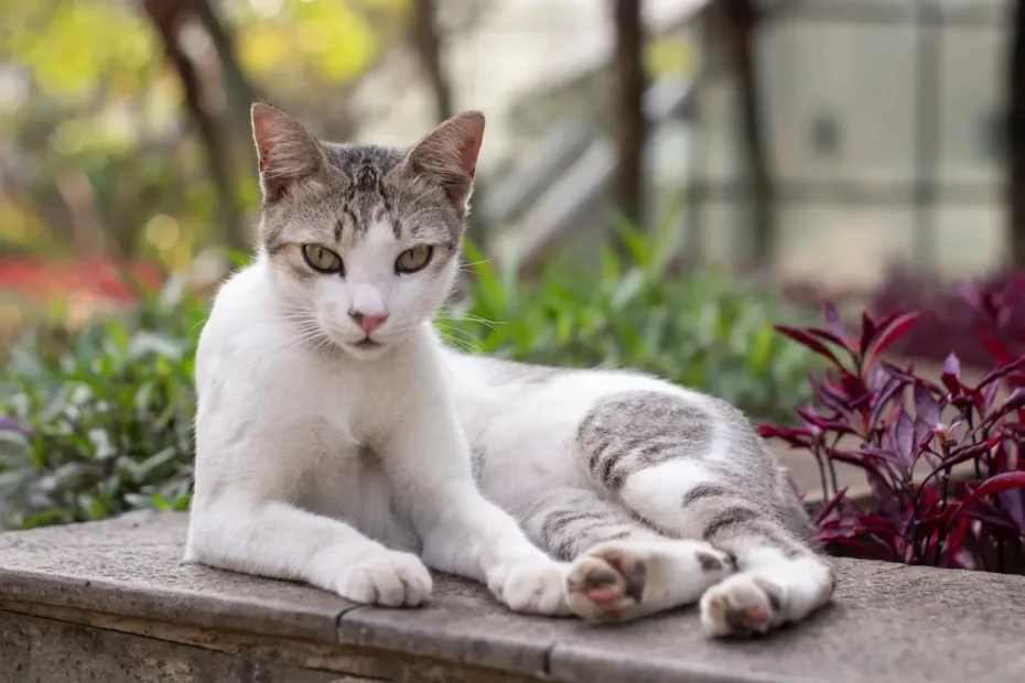 Can Cats Be Alone for a Week? Tips for Your Cat's Solo Stay
