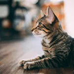 Can Cats Change Their Favorite Person? Exploring Feline Attachment.