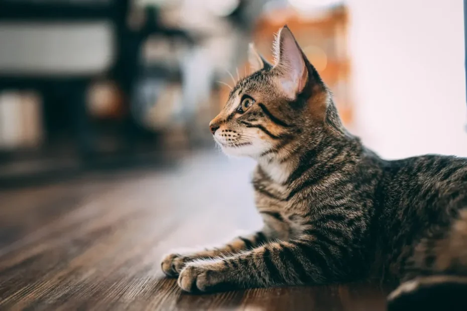 Can Cats Change Their Favorite Person? Exploring Feline Attachment.