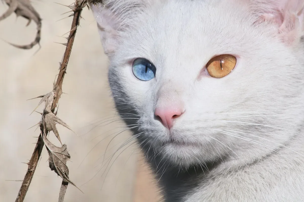 Can Cats Change Their Minds?